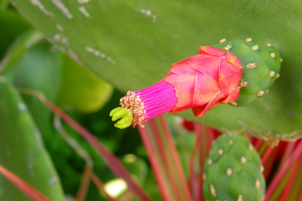 Pink, magenta, and green cactus flower.