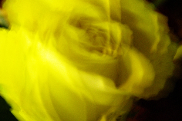 Blurry closeup of yellow rose