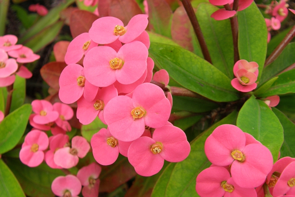 Pink flowering plant
