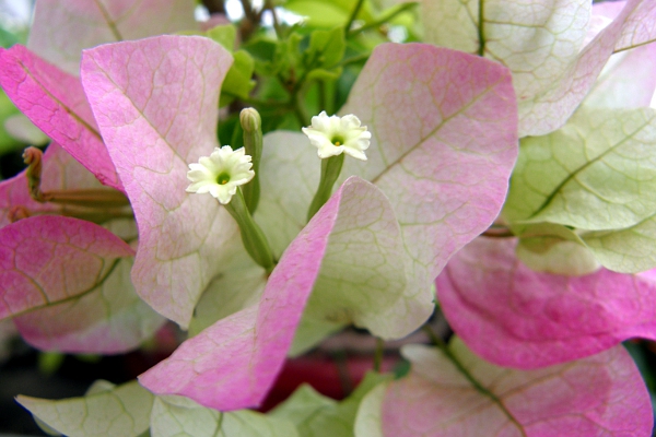 Pink and white variegated bougainvillea closeup