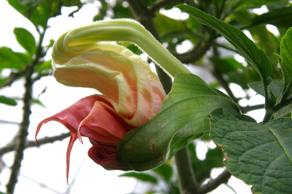 Twisted belladonna flower.