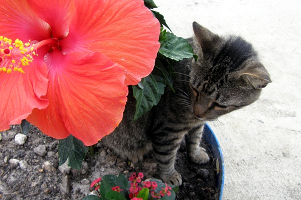 Cat in potted hibiscus.