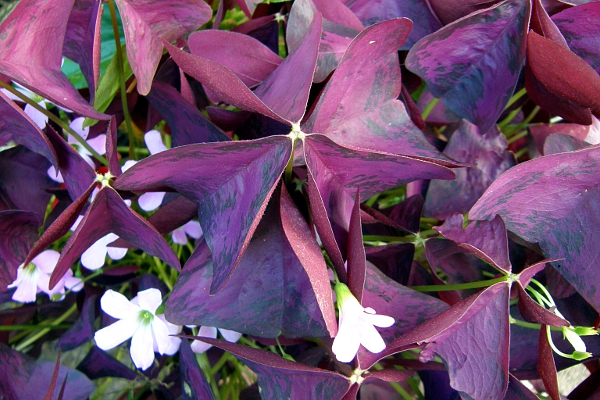 Blooming purple shamrock