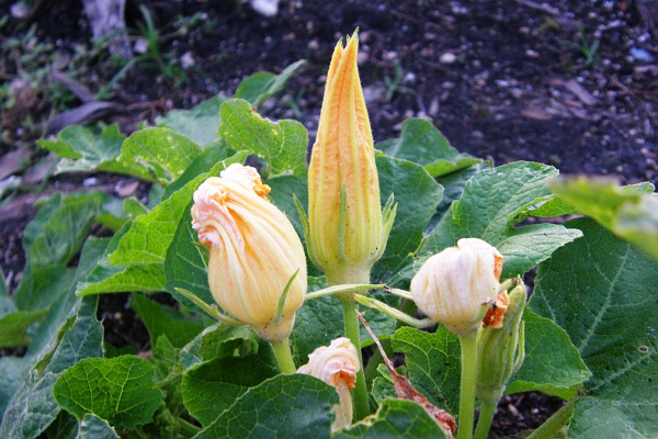 Acorn squash flowers