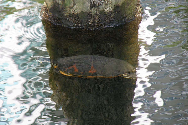 Turtle in front of marina piling.