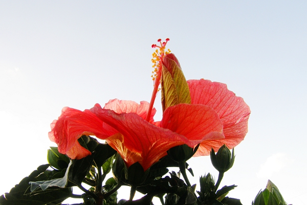 Blooming hibiscus wrapped around hibiscus bud.