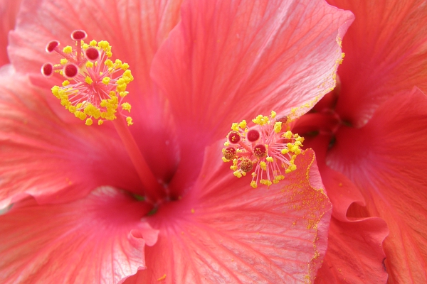 Two hibiscus flowers blooming very close to each other