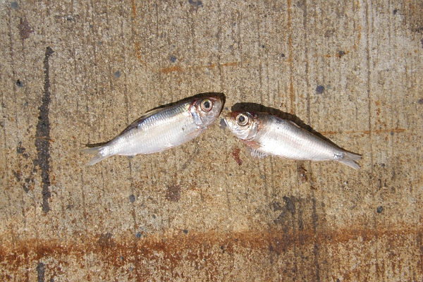 Two small fish on pavement