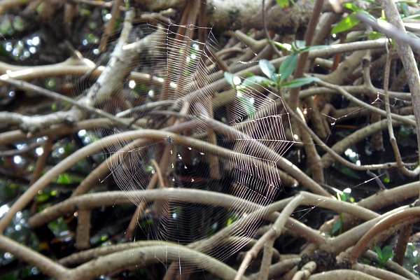 Spider web in mangroves.