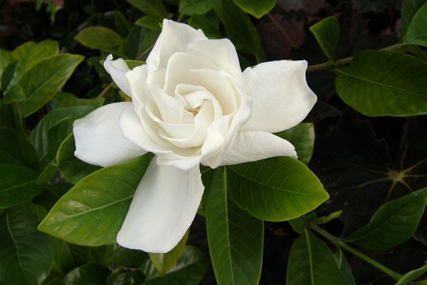 Gardenia flower.