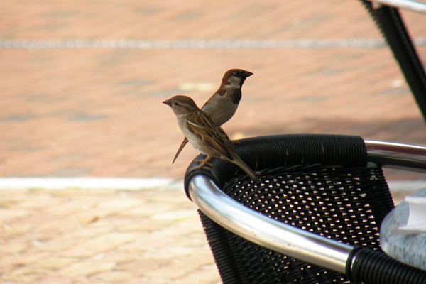 Sparrows on chair back at Deli Lane restaurant.