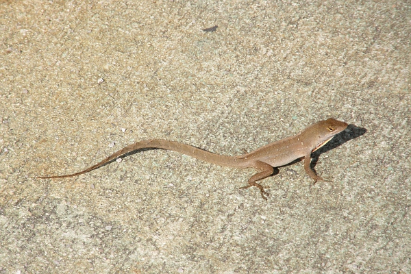 Gecko on pavement.