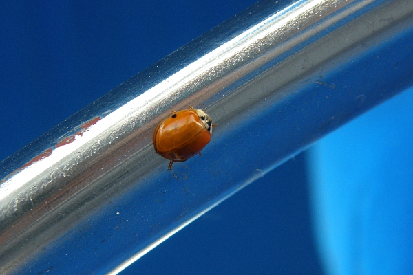 Ladybug on metal sailboat wheel.