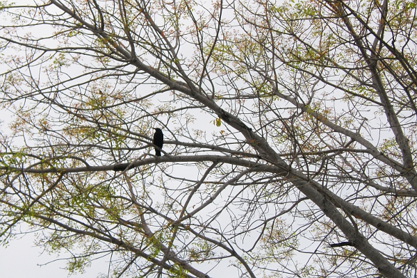 Black bird in tree.