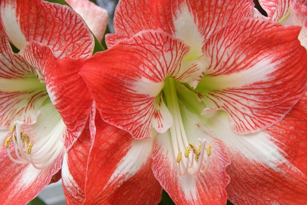 Variegated red and white amaryllis flowers.