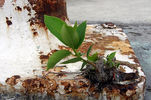 Tree shoot on mooring bollard.