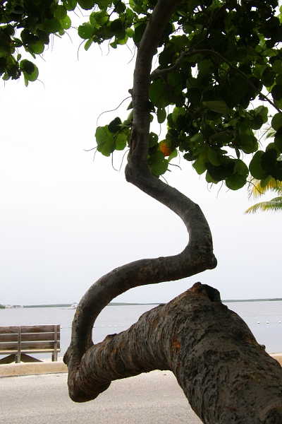 Curved tree limb