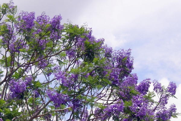 Blossoming Jacaranda tree in Florida City.