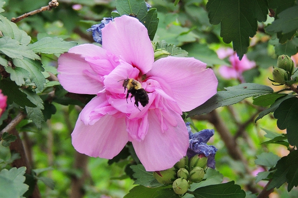 Bee hovering at pink flower.