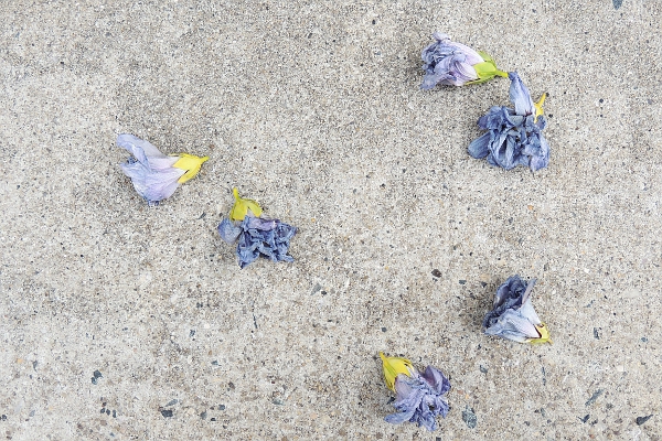 Dead flowers on pavement