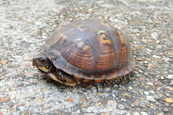 Turtle on foot path