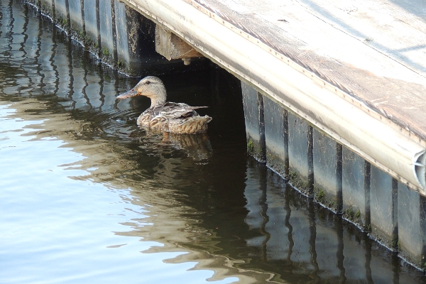 Duck swimming next to floating dock