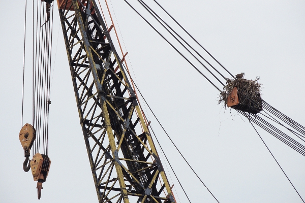 Osprey nest in a crane