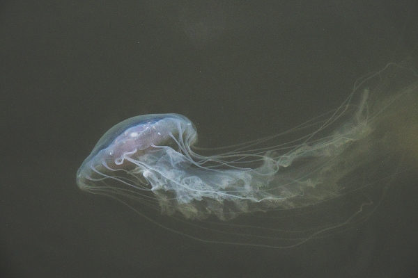 Jellyfish