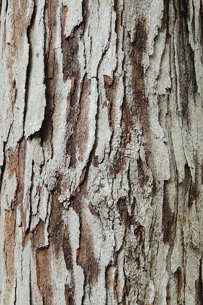 Tree bark