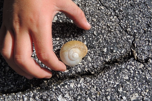 Boy's hand picking up a snail's shell