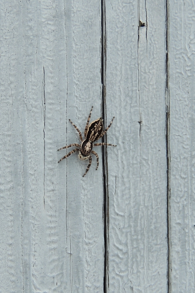 Spider on dock piling.