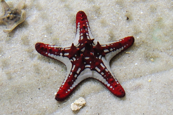 Red and white starfish