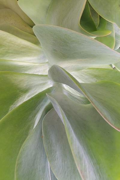 Succulent plant at the local dock garden.