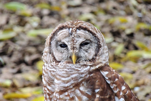 Barred Owl