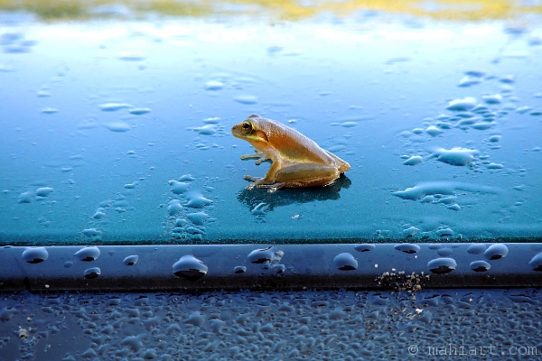 Closeup of little frog on the roof of a blue truck