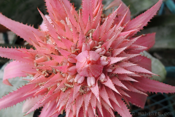 Pastel pink prickly flower