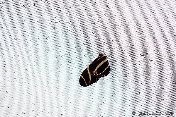 Butterfly hanging down from a swimming pool screen