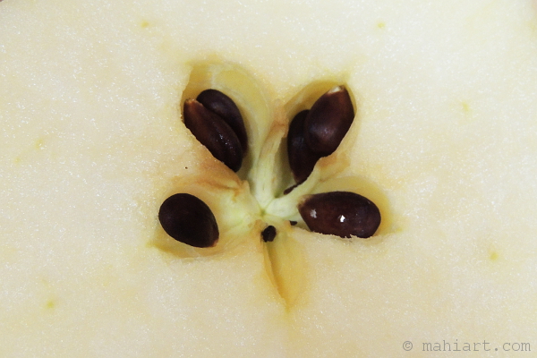 Split apple core showing seeds inside