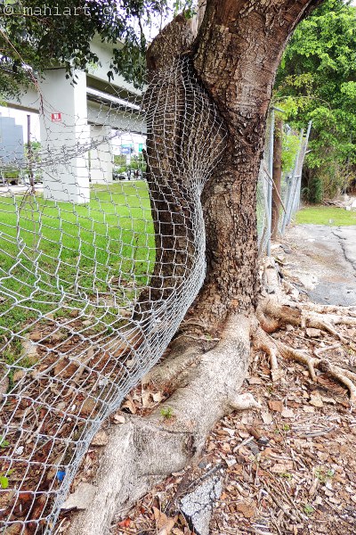 Fence grown into and curved by a tree