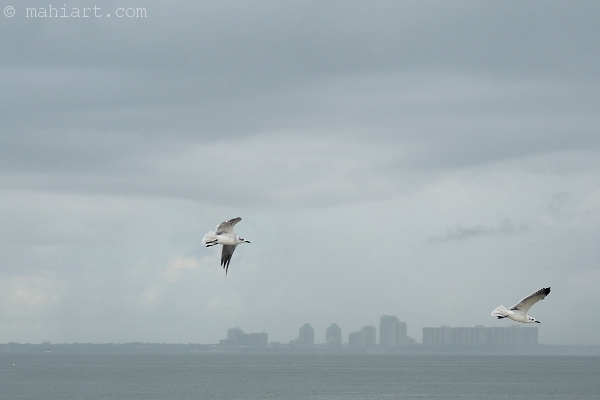 Seagulls flying over Biscayne Bay, with Coconut Grove in the background