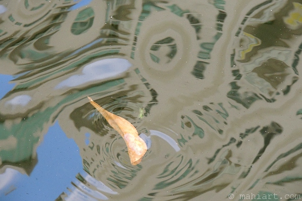 Leaf floating through reflection of a highrise building in the Miami River.