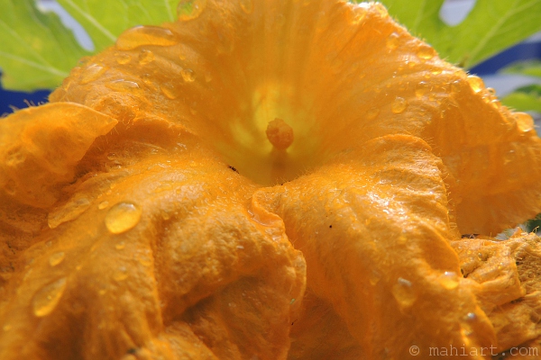 Closeup of a recently rained on pumpkin flower