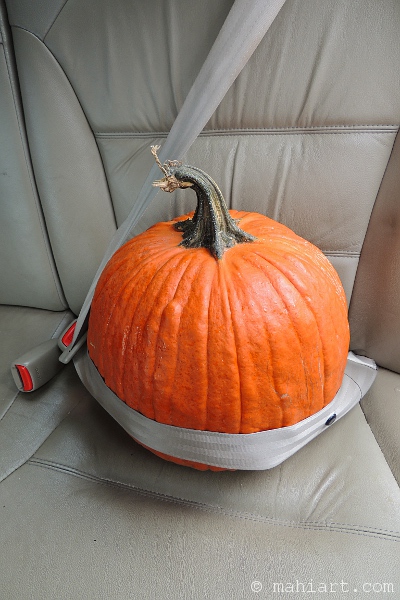 Pumpkin wearing a seat belt