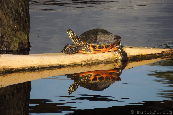 Turtle on barrier float