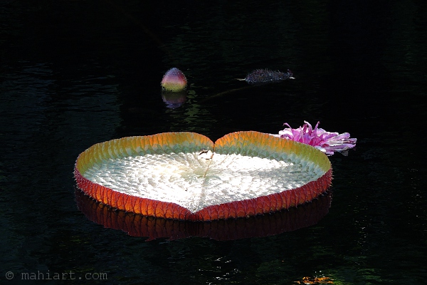Large Victoria Lily pad