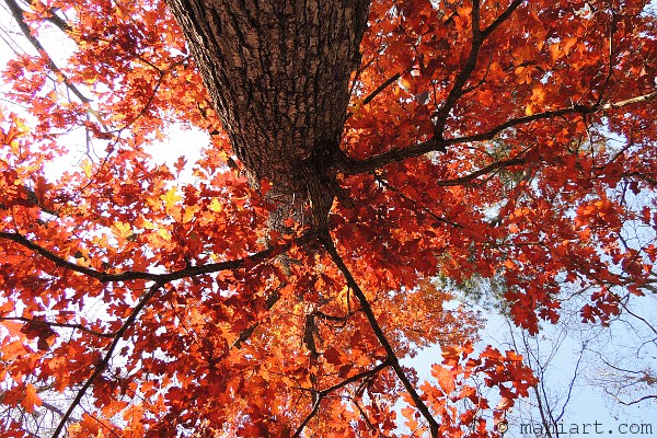 Bright orange leaves on a big tree