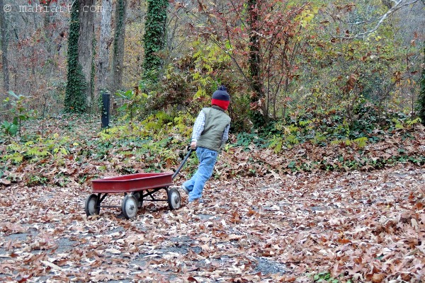 Boy pulling red wagon through fall leaves