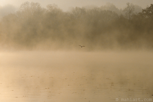 Bird flying over misty water at dawn