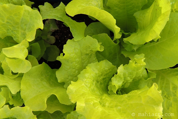 Bright green lettuce closeup