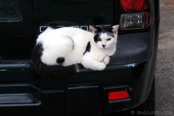 Cat on car bumper